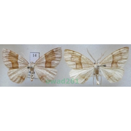 Plagodis pulveraria (Linnaeus, 1758) pair Czech14